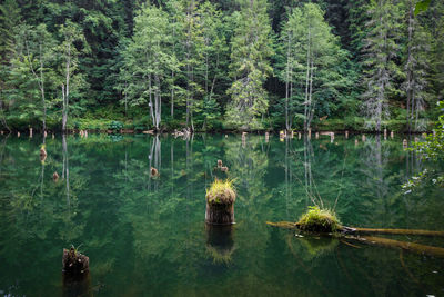 Scenic view of lake by trees
