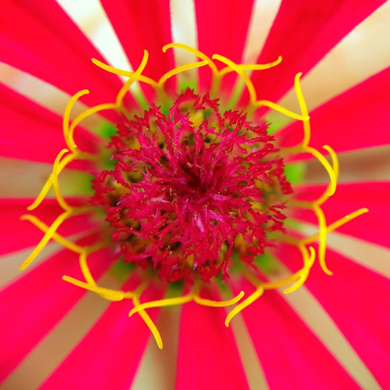 red, flower, indoors, close-up, petal, flower head, full frame, pink color, backgrounds, pattern, no people, freshness, pollen, design, pink, fragility, single flower, beauty in nature, day, vibrant color