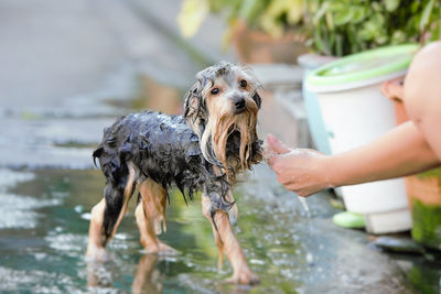 Close-up of hand holding dog in water