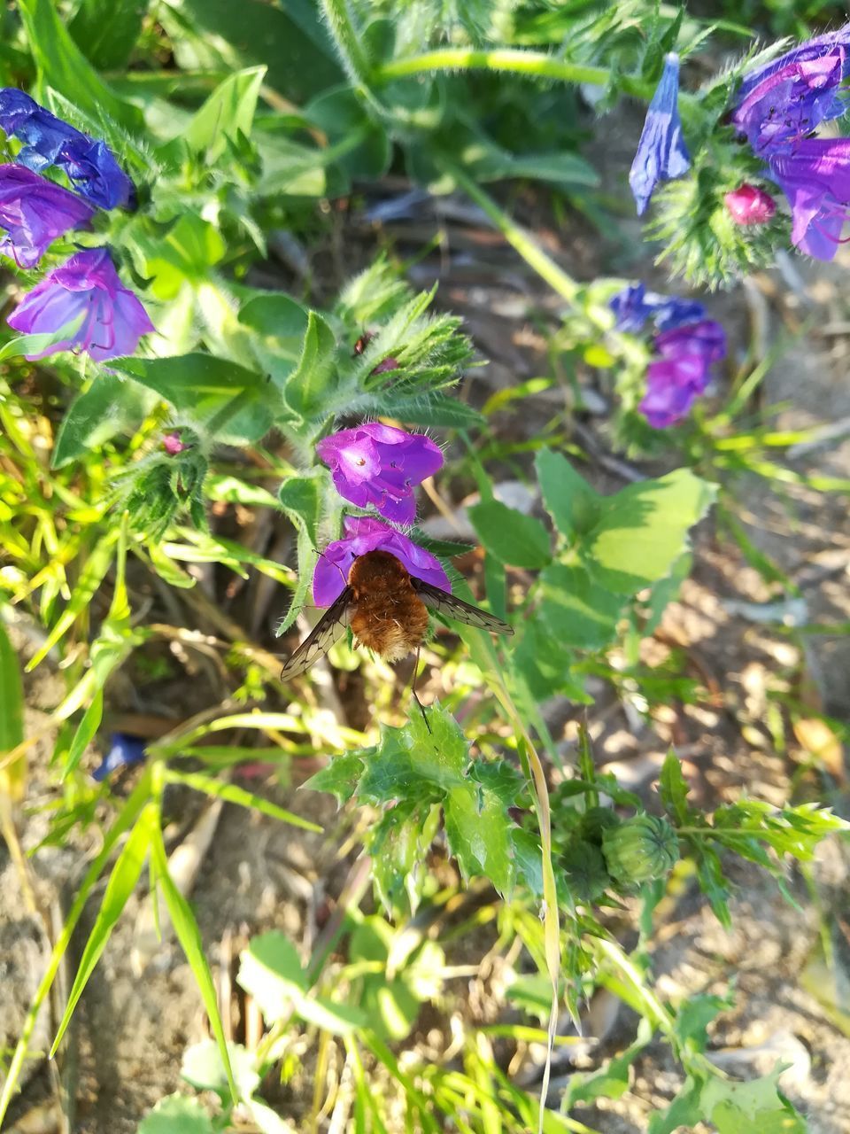 CLOSE-UP OF PURPLE FLOWERS IN BLOOM