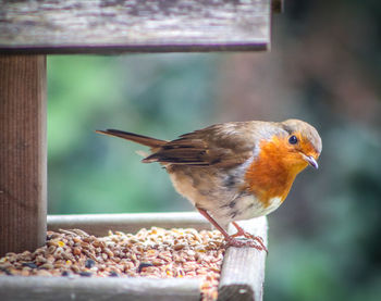 Close-up of robin perching outdoors on feeder