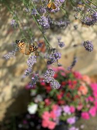 Close-up of butterfly pollinating on flower