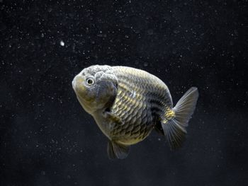 Close-up of fish swimming in akuarium