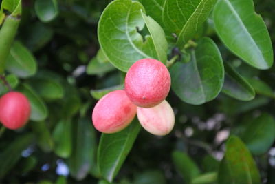 Close-up of strawberry growing on tree