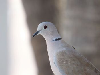 Close-up of bird perching outdoors