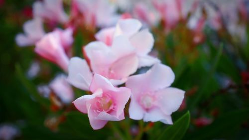 Close-up of pink flowering plant
