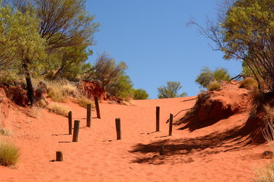 Trees on desert against clear blue sky