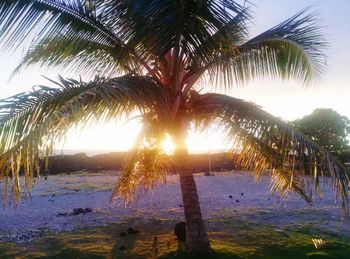 Low angle view of palm trees against sky