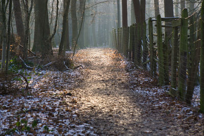 Footpath amidst trees in forest