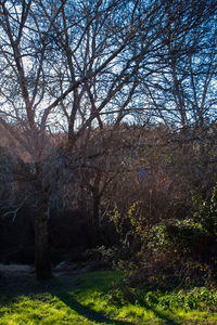 Trees on landscape against sky