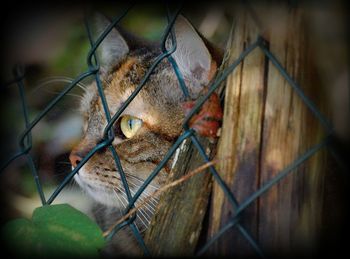 Close-up of cat behind chainlink fence