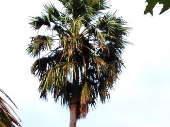 Low angle view of palm trees against clear sky