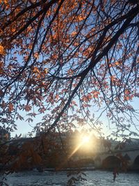 Low angle view of trees against sky during sunset