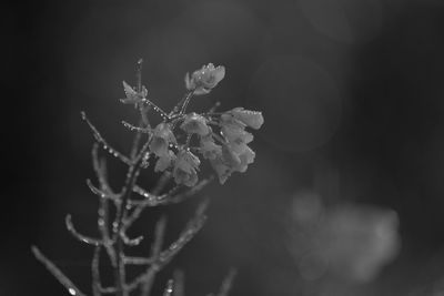 Close-up of snow on plant