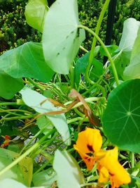 Close-up of plant growing outdoors