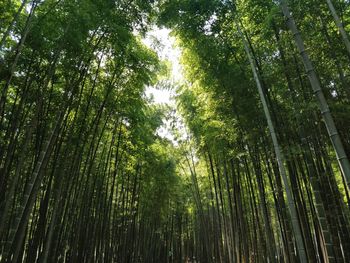 Low angle view of bamboo trees in forest