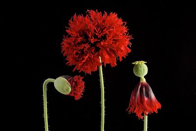 Close-up of red flowers against black background