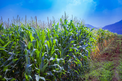 Plants growing on field against sky