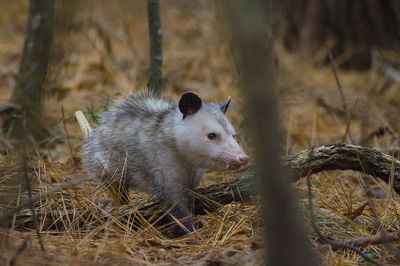 Close-up of opossum in a field