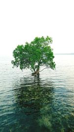 Scenic view of calm sea against clear sky