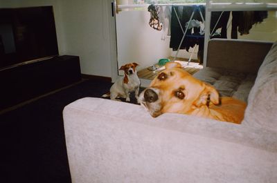 Portrait of dog relaxing on sofa at home