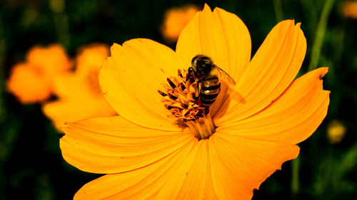 Close-up of bee pollinating on yellow flower