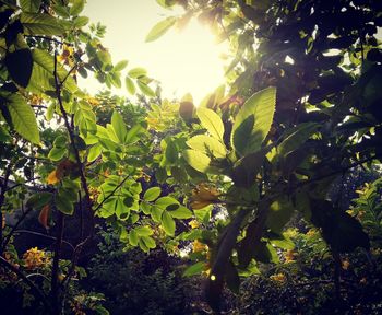 Low angle view of tree against sky