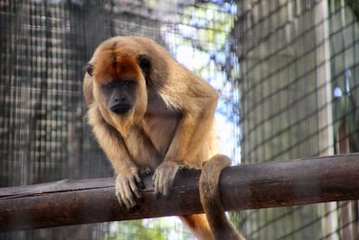 Monkey sitting on wood in zoo