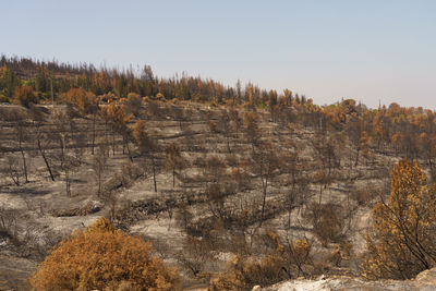 Burnt forest near jerusalem