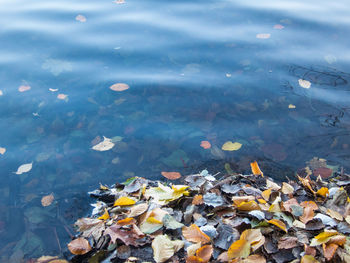 High angle view of fallen leaves floating on water