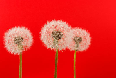 Close-up of dandelion against red background