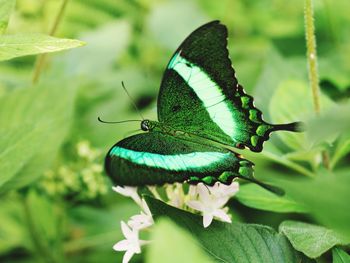 Close-up of butterfly on plant