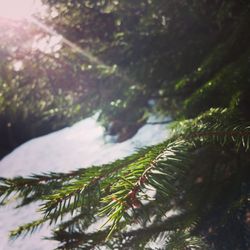 Close-up of pine tree in winter