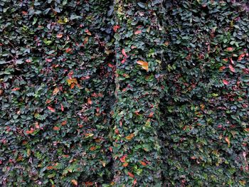 Full frame shot of ivy growing on tree