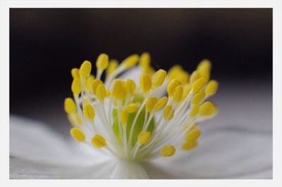 Close-up of yellow flower