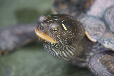 Close-up of lizard