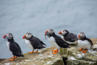 Birds on beach