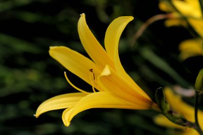 Close-up of yellow flower blooming outdoors