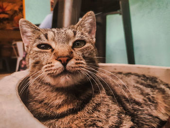 Close-up portrait of a cat