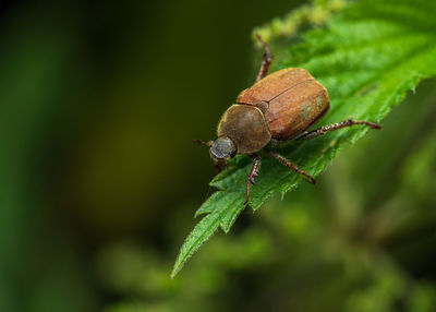 Close-up of insect on leaf