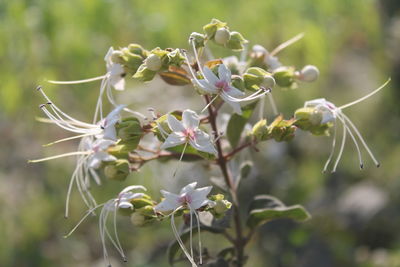 Close-up of flowers growing on tree