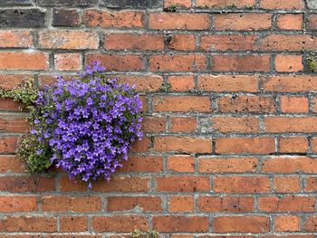 Close-up of pink flower on brick wall