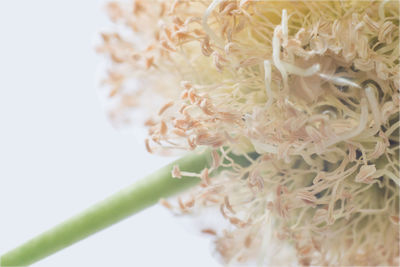 Close-up of white flowering plant