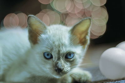 Close-up portrait of kitten on floor at night