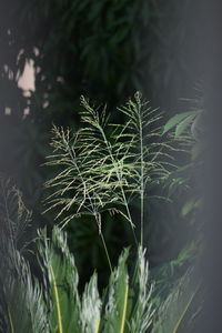 Close-up of plant growing on field