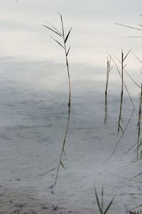 Close-up of plant in water