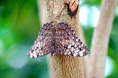 Close-up of butterfly perching on tree