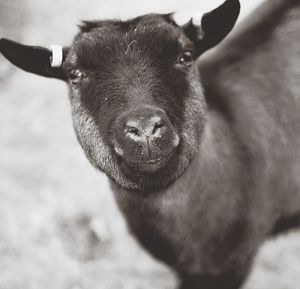 Close-up portrait of a cat