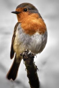 Close-up of bird perching on branch