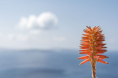 Close-up of flower against sky